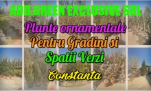 Plante Ornamentale Medgidia