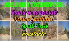 Plante Ornamentale Constanta