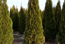 plante decorative Bucuresti-Sector 1 GEO KAR GREEN SRL