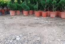 plante decorative Bucuresti-Sector 1 GEO KAR GREEN SRL