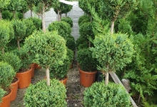 plante decorative Bucuresti-Sector 3 Plante ornamentale Sector 3