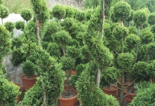 plante decorative Bucuresti-Sector 6 Plante ornamentale Sector 6