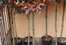 plante decorative Bucuresti-Sector 3 Plante ornamentale Sector 3