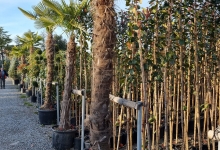 plante decorative Tunari Plante Decorative Tunari