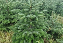 plante decorative Crevedia Plante Decorative Crevedia