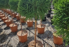 plante decorative Crevedia Plante Decorative Crevedia