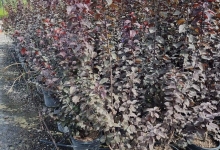 plante decorative Crevedia Plante Decorative Crevedia