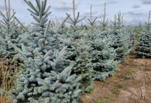 plante decorative Tunari Plante Decorative Tunari