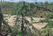 plante decorative Tunari Plante Decorative Tunari