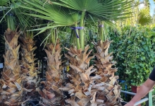 plante decorative Tunari Plante Decorative Tunari