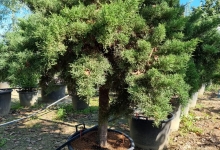 plante decorative Tunari Plante Decorative Tunari