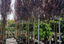 plante decorative Crevedia Plante Decorative Crevedia