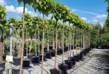 plante decorative Crevedia Plante Decorative Crevedia