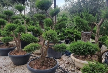 plante decorative Crevedia Plante Decorative Crevedia