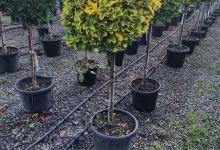plante decorative Crevedia Plante Decorative Crevedia