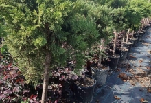 plante decorative Crevedia Plante Decorative Crevedia