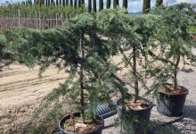 plante decorative Crevedia Plante Decorative Crevedia