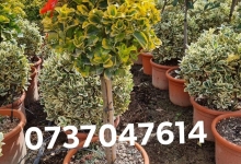 plante decorative Tunari Plante Decorative Tunari