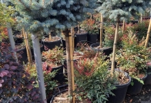 plante decorative Tunari Plante Decorative Tunari