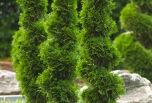 plante decorative Piatra Neamt Pepiniera Gradina Verde - Doropad