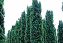 plante decorative Oradea Plante ornamentale Oradea