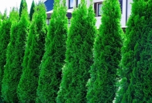 plante decorative Oradea Plante ornamentale Oradea