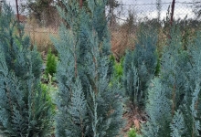 plante decorative Oradea Plante ornamentale Oradea