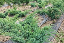 plante decorative Oradea Plante ornamentale Oradea