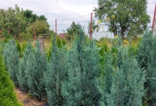 plante decorative Oradea Plante ornamentale Oradea