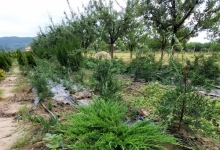 plante decorative Oradea Plante ornamentale Oradea