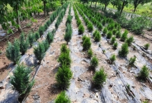 plante decorative Oradea Plante ornamentale Oradea