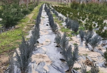 plante decorative Oradea Plante ornamentale Oradea