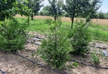 plante decorative Oradea Plante ornamentale Oradea