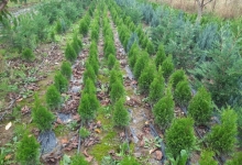 plante decorative Oradea Plante ornamentale Oradea