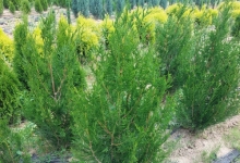 plante decorative Oradea Plante ornamentale Oradea