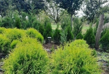 plante decorative Oradea Plante ornamentale Oradea