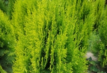 plante decorative Oradea Plante ornamentale Oradea