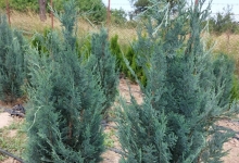 plante decorative Oradea Plante ornamentale Oradea