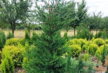 plante decorative Oradea Plante ornamentale Oradea