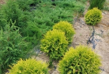 plante decorative Oradea Plante ornamentale Oradea