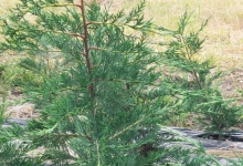 plante decorative Oradea Plante ornamentale Oradea