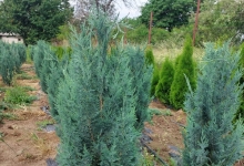 plante decorative Oradea Plante ornamentale Oradea