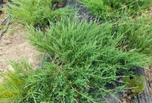 plante decorative Oradea Plante ornamentale Oradea