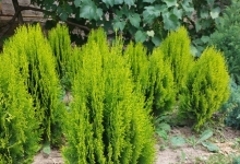 plante decorative Oradea Plante ornamentale Oradea