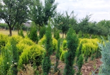 plante decorative Oradea Plante ornamentale Oradea