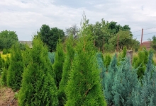 plante decorative Oradea Plante ornamentale Oradea