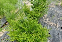 plante decorative Oradea Plante ornamentale Oradea