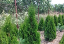 plante decorative Oradea Plante ornamentale Oradea