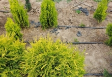 plante decorative Oradea Plante ornamentale Oradea