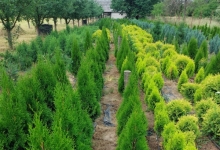 plante decorative Oradea Plante ornamentale Oradea